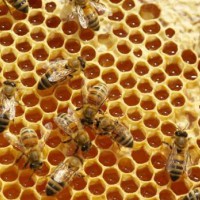 濟南市蜂蜜電商銷售檢測報告辦理中心_地點_機構